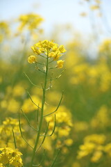 Obraz premium 菜の花