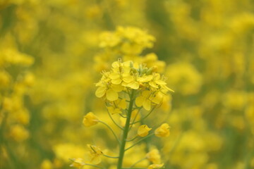菜の花