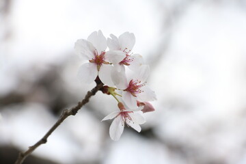 さくら