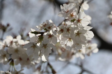 Obraz premium さくら