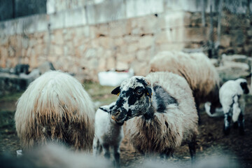 Ovejas en el campo