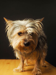 Portrait of cute Yorkshire terrier with fluffy fur on dark background. Selective focus. Home pet.