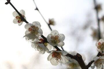梅の花
