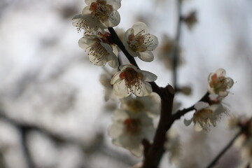 梅の花