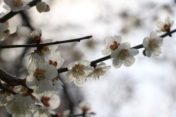 梅の花