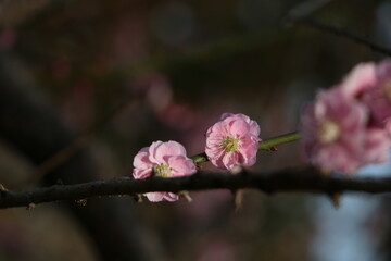 梅の花