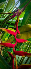 Nerium oleander in bloom, red simplicity bunch of flowers and green leaves on branches, Nerium...