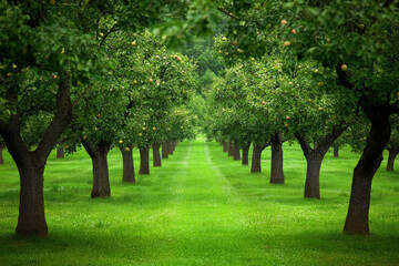 Obraz premium Lush Green Orchard Under a Mystical Glow