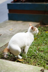 A white stray cat is sitting because it wants to poop
