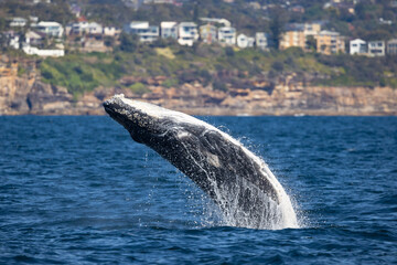 Juvenile humpback whale full breach off the Northern beaches off Sydney, Australia, New South Wales, Australia
