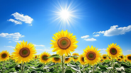 Fototapeta premium A field of sunflowers basking in the bright sunshine..
