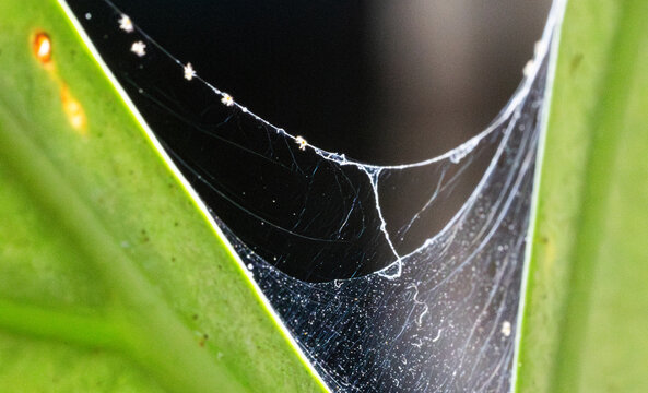 Leaf of a houseplant covered with spider mite web (Tetranychus urticae), pest and mite control - Powered by Adobe