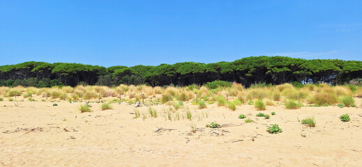 Pine trees near the beach against the background of the blue sea in Bibione. Panorama.