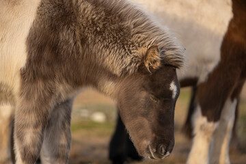 Fototapeta premium Primer plano de lado de cabeza de caballo joven en campo en islandia