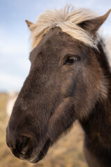 Primer plano de cabeza de caballo en campo en islandia