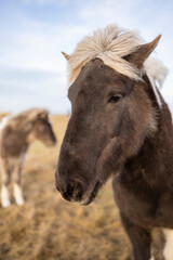 Fototapeta premium Caballos en campo en islandia