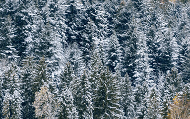 Peaceful winter forest where tree branches bend gracefully under the weight of freshly fallen snow, evoking serene beauty