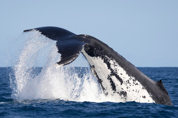 Large Adult humpback whale performs a peduncle/tail throw, Sydney, Australia.