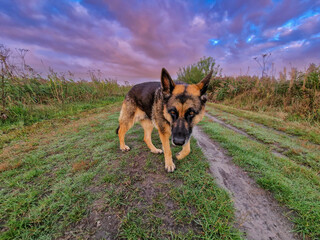 Close Up of a beautiful German Shepherd Dog in the foreground in an atmospheric natural landscape...