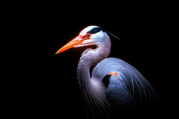 Fototapeta premium A large bird with a long neck and orange beak stands on a black background