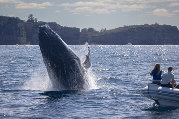Large humpback whale breaches in front of whale watching vessel with whale watchers off Sydney...