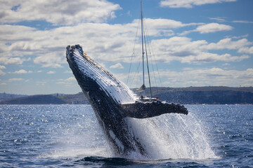 Large humpback whale breaches in front of a yachty off Sydney Heads, Sydney, New South Wales,...