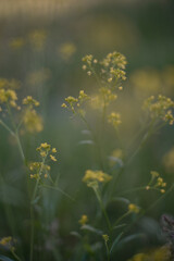 The small yellow flowers in the greenery are blurred. One sprig of a yellow flower is in focus, all the others are blurred, the background and foreground are blurred.