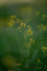 Small yellow flowers in the greenery. One sprig of a yellow flower is in focus, all the others are blurred, the background and foreground are blurred.