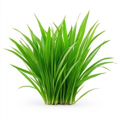 Fototapeta premium Vibrant Macro Shot of Lush Green Grass Blades Isolated on White Background