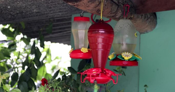 Violet-headed hummingbird (Klais guimeti) Beautiful bird on bird feeder at San Gerardo de Dota, Wildlife and bird watching in Costa Rica.