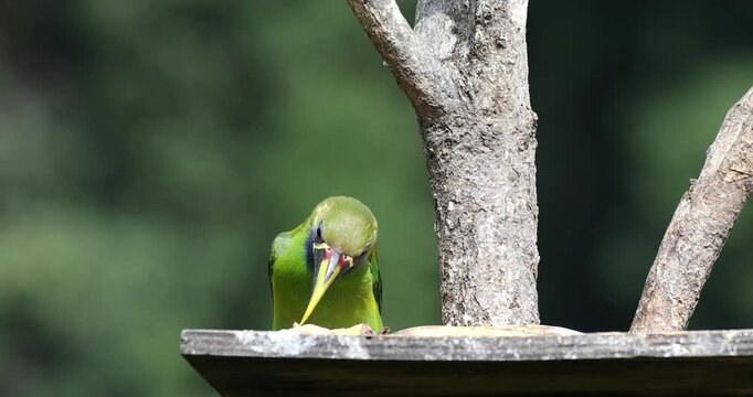 Beauty green toucan family bird Emerald toucanet (Aulacorhynchus prasinus), small toucan. Beautiful bird at San Gerardo de Dota, Wildlife and birdwatching in Costa Rica.