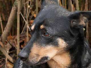 Close-Up Portrait of a Thoughtful Dog in Natural Setting