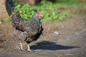 A colorful chicken in a farmyard in the countryside