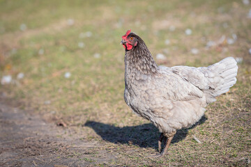 A colorful chicken in a farmyard in the countryside