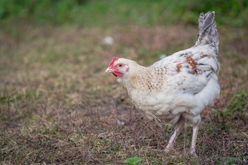 Proud white young chicken free range in garden