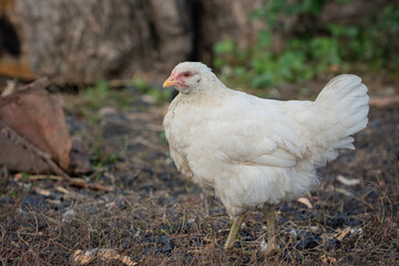 Proud white young chicken free range in garden