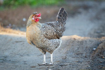 A colorful chicken in a farmyard in the countryside