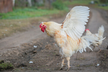 Close-up  view of beautiful  white cock outdoors on meadow at farm