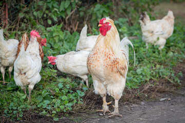 Close-up  view of beautiful  white cock outdoors on meadow at farm