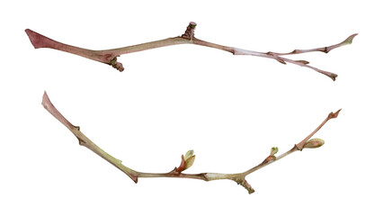 Tree, berry or bush branch twig with no leaves hand drawn in watercolor, early spring, late autumn or winter, brown bark, buds. Botanical illustration element isolated on white. Wedding, florist shop.