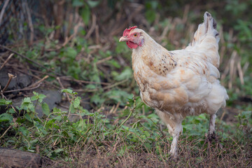 Proud white young chicken free range in garden