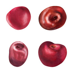 Sweet cherry sakura stone fruit, hand drawn in watercolor, red ripe garden berry strawberry tree. Botanical isolated elements set illustration. Restaurant, dessert cafe menu, wedding, farmers market