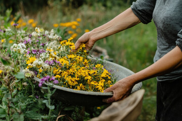 Hands Arranging Wildflowers