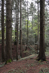 Ukraine, Carpathians. Deep pine forest, large evergreen trees with mossy roots. Wild nature, overcast day. Moody landscape, woodland view.