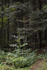Obraz premium Ukraine, Carpathians. Deep pine forest. Small leafy tree against dark evergreen woods. Wild nature, overcast day. Moody landscape, woodland view.