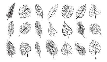 Palm tropical exotic leaves outline sketch. Tropical palm leave doodle, isolated linear doodle style.  © Yanka