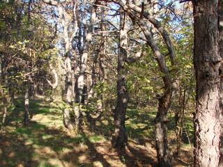 A charming natural picture of a young pine forest illuminated by the rays of the warm autumn sun on the island of Khortytsia.