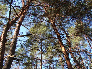 View from below of a lush evergreen pine forest under the rays of the bright sun against the background of the blue sky on the horizon.
