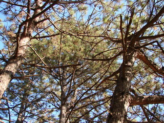 A look up at the tops of tall young pine trees illuminated by the rays of the autumn morning sun against the background of a crystal clear blue sky.
