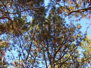 A look up at the tops of tall young pine trees illuminated by the rays of the autumn morning sun against the background of a crystal clear blue sky.